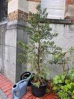 Conifeer Thuja small tree, Tuin en Terras, Planten | Bomen, Ophalen, Overige soorten, 100 tot 250 cm
