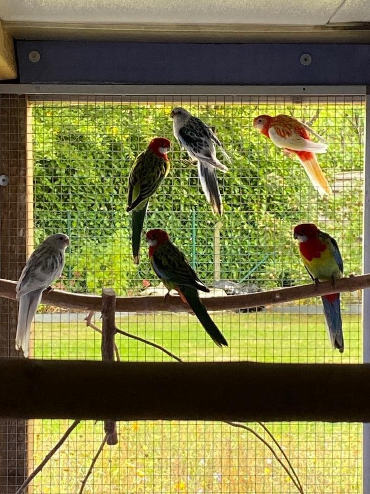 Rosella's, Dieren en Toebehoren, Vogels | Parkieten en Papegaaien, Parkiet, Meerdere dieren
