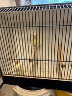 creme ino dwergpapegaaitjes, Dieren en Toebehoren, Vogels | Parkieten en Papegaaien, Geringd