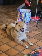 Puppy Shiba Inu, Dieren en Toebehoren, Honden | Poolhonden, Keeshonden en Oertypen, België, Fokker | Hobbymatig, Overige rassen