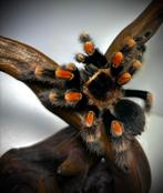 Brachypelma hamoorii, Dieren en Toebehoren, Insecten en Spinnen