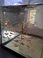 Guppies, Dieren en Toebehoren, Vissen | Aquariumvissen, Zoetwatervis, Schoolvis, Vis