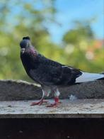 Pigeons., Dieren en Toebehoren