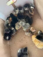 Eendags kuikens, Dieren en Toebehoren