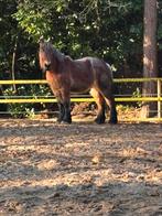 Super lief trekpaard, Dieren en Toebehoren, Paarden, Ruin