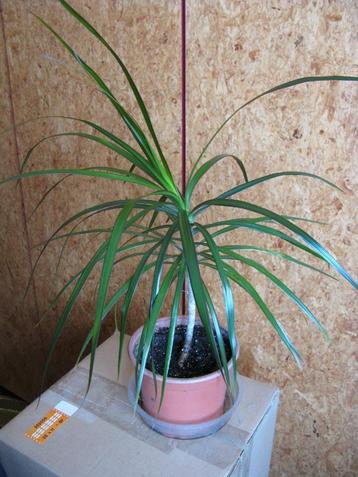 Dragonnier (Dracaena marginata) beschikbaar voor biedingen