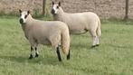 2 Kerry Hill ooien, Dieren en Toebehoren, Schapen, Geiten en Varkens, Vrouwelijk, Schaap, 0 tot 2 jaar