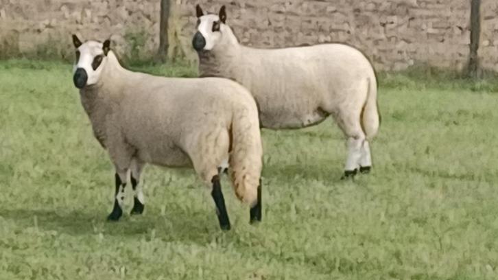 2 Kerry Hill ooien, Dieren en Toebehoren, Schapen, Geiten en Varkens, Schaap, Vrouwelijk, 0 tot 2 jaar