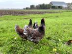 Jonge tamme Barnevelder kippen hennen gesekst + ingeënt, Dieren en Toebehoren, Pluimvee, Vrouwelijk, Kip