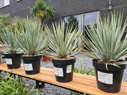 Yucca Rostrata - palmlelie Winterhard, Jardin & Terrasse, Plantes | Jardin, Enlèvement
