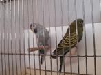 Grasparkieten blackface en blackwing, Dieren en Toebehoren, Vogels | Parkieten en Papegaaien