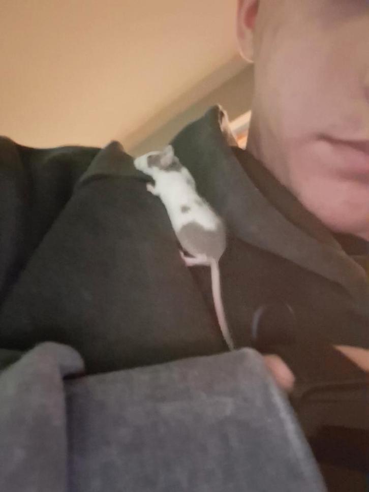 4 lieve kleurmuisjes zoeken een nieuw thuis, Dieren en Toebehoren, Knaagdieren, Mannelijk, Muis, November, Tam