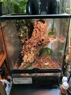 Wimper gecko + terrarium, Dieren en Toebehoren, Reptielen en Amfibieën, Hagedis, Met terrarium, 3 tot 6 jaar