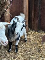 Dwerggeiten gecastreerd bokje 2jaar, Dieren en Toebehoren, Schapen, Geiten en Varkens, Mannelijk, 0 tot 2 jaar, Geit