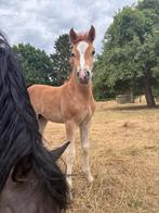 Merrieveulen, Dieren en Toebehoren, Merrie, Niet van toepassing, 0 tot 2 jaar, D pony (1.37m tot 1.48m)