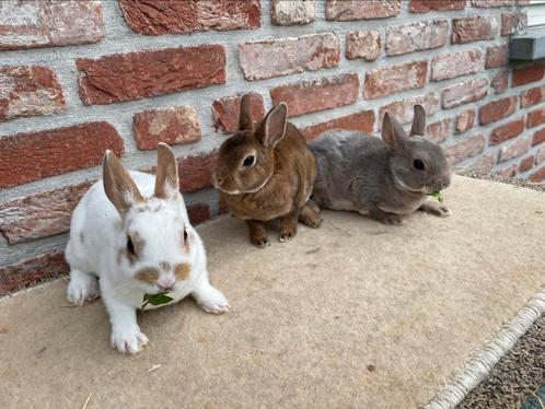 Ras zuivere rexdwergen en hangoordwerg, Dieren en Toebehoren, Konijnen, Dwerg, Meerdere dieren, 0 tot 2 jaar