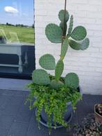 Opuntia vijgcactus, Ophalen