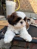Shih Tzu pupjes, België, Overige rassen, CDV (hondenziekte), 8 tot 15 weken
