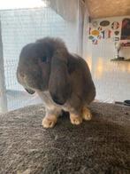 Duitse hangoor konijn, Dieren en Toebehoren, Hangoor