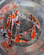 Gezocht : baby koi go sanke groep
