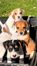 Jack russel pups, Dieren en Toebehoren, CDV (hondenziekte), België, Fokker | Hobbymatig, Jack Russell Terriër