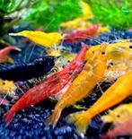 Neocaridina Mix - 10 garnelen in verschillende kleuren, Dieren en Toebehoren, Vissen | Aquariumvissen, Kreeft, Krab of Garnaal