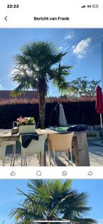 Winterharde palmbomen 5 en 6 meter hoogte, Ophalen, Palmboom, 400 cm of meer
