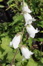 Campanula makaschvilii,, Tuin en Terras, Ophalen