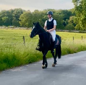 Grote C-pony ruin – 4 jaar, superbraaf, zadelmak beschikbaar voor biedingen