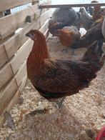 silver/goldengrouse 4+1 free LEGKLAAR, Femelle, Poule ou poulet