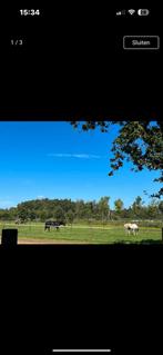 Stal te huur met weidegang