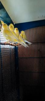 canaris malinois, Dieren en Toebehoren, Mannelijk