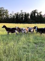 Baggerbonte Rammen, Dieren en Toebehoren, Schapen, Geiten en Varkens