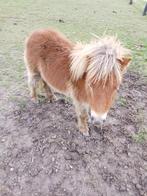 Ponny, Dieren en Toebehoren, Schapen, Geiten en Varkens