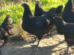 Australorp hennen, Dieren en Toebehoren, Pluimvee