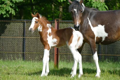 Hengstenveulen b-pony BRP, Dieren en Toebehoren, Pony's, Hengst, Niet van toepassing, B pony (1.17m tot 1.27m), Springpony, 0 tot 2 jaar