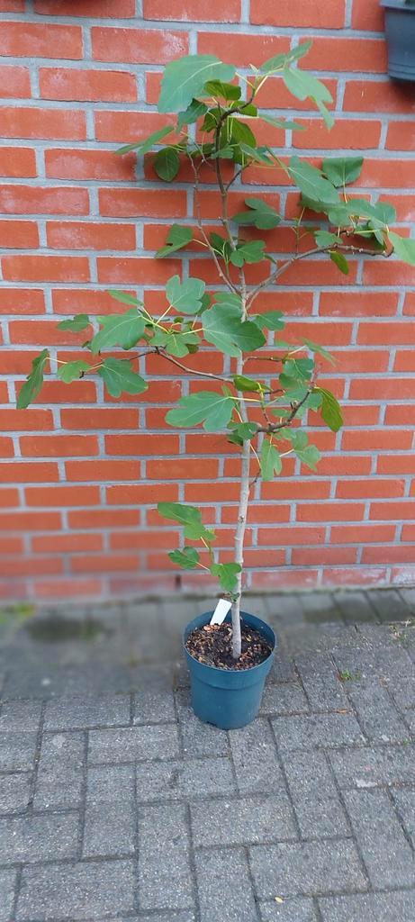 Vijgenbomen, Tuin en Terras, Planten | Bomen, Ophalen