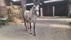 Spaanse merrie (7 jaar), Dieren en Toebehoren, Paarden, Merrie, Recreatiepaard