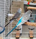 Parkietenkoppel (6 maanden) met nieuwe kooi, Meerdere dieren, Parkiet