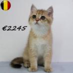 Britse Korthaar Golden Shaded - Belgisch kittens te koop, Meerdere dieren, Gechipt, 0 tot 2 jaar
