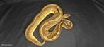 Ball python vrouwen te koop, Serpent, Domestique, 0 à 2 ans