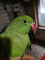 4maand halsband parkiet groen baby, Parkiet, Tam