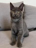 Kittens (maine coon), Dieren en Toebehoren, Meerdere dieren, Gechipt, 0 tot 2 jaar