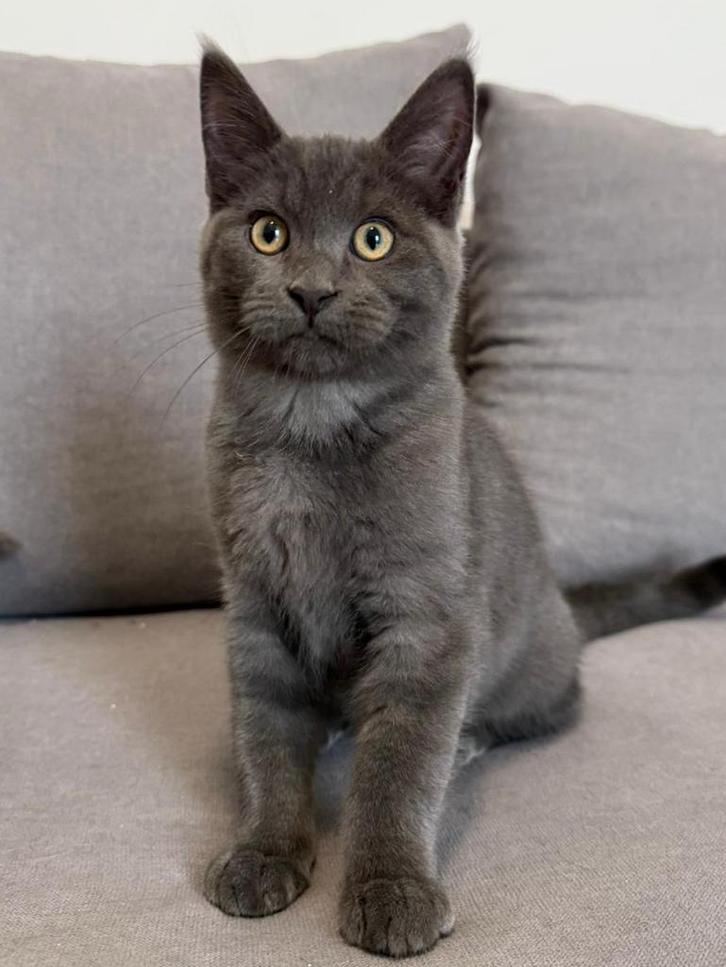 Kittens (maine coon), Dieren en Toebehoren, Katten en Kittens | Raskatten | Langhaar, Meerdere dieren, 0 tot 2 jaar, Gechipt, Ontwormd