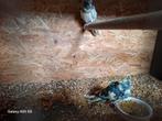 Kakariki, Dieren en Toebehoren