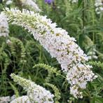 Buddleja Argus White - witte vlinderstruik, Tuin en Terras, Zomer, Vaste plant, Ophalen of Verzenden, Overige soorten