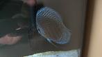Discus, Dieren en Toebehoren