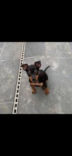 Dwergpinchertje, Dieren en Toebehoren, België, Fokker | Hobbymatig, CDV (hondenziekte), 8 tot 15 weken