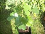 Ficus carica 'Brown Turkey' 1x, Plein soleil, Enlèvement, Moins de 100 cm, Autres espèces