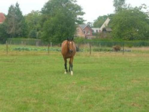 kweekmerrie/draagmerrie recreatiepaard, Dieren en Toebehoren, Paarden en Pony's | Dekhengsten en Fokmerries, Merrie